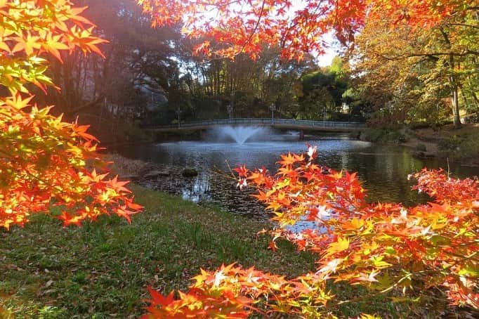 Soka Universityさんのインスタグラム写真 - (Soka UniversityInstagram)「Campus Seasonal Photos November ❹ 丹木の歳時記　霜月四 ⑴ Pond of Literature・文学の池(ブンガクノイケ) ⑵ Japanese maple・モミジ ⑶ Heian garden・平安の庭(ヘイアンノニワ) ⑷ Faculty of Education building・教育学部棟(キョウイクガクブトウ) ⑸ Chinese pistache・櫂の木(カイノキ) ⑹ Fullmoon maple・葉団扇楓(ハウチワカエデ) ⑺ Backside of Ikeda Auditorium・池田記念講堂裏 ⑻ Heian garden・平安の庭 ⑼ Central tower・本部棟 ⑽ A tower & Global square・文系A棟&中央教育棟 #discoversoka #sodaigram #sokauniversity #hachioji #tokyo #campuslife #universitystyle #environmentfriendly #nature2020 #november2020 #fallenleaves #autumninjapan #fourseasons2020 #創価大学 #八王子 #キャンパス #大学 #学生 #環境に優しい #勉学 #秋2020 #色 #霜月 #11月 #冬に向けて」12月1日 11時22分 - sokauniversity