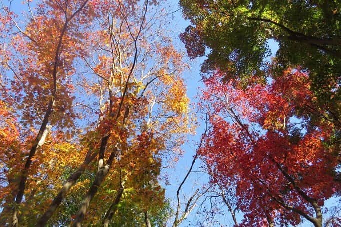 Soka Universityさんのインスタグラム写真 - (Soka UniversityInstagram)「Campus Seasonal Photos November ❹ 丹木の歳時記　霜月四 ⑴ Pond of Literature・文学の池(ブンガクノイケ) ⑵ Japanese maple・モミジ ⑶ Heian garden・平安の庭(ヘイアンノニワ) ⑷ Faculty of Education building・教育学部棟(キョウイクガクブトウ) ⑸ Chinese pistache・櫂の木(カイノキ) ⑹ Fullmoon maple・葉団扇楓(ハウチワカエデ) ⑺ Backside of Ikeda Auditorium・池田記念講堂裏 ⑻ Heian garden・平安の庭 ⑼ Central tower・本部棟 ⑽ A tower & Global square・文系A棟&中央教育棟 #discoversoka #sodaigram #sokauniversity #hachioji #tokyo #campuslife #universitystyle #environmentfriendly #nature2020 #november2020 #fallenleaves #autumninjapan #fourseasons2020 #創価大学 #八王子 #キャンパス #大学 #学生 #環境に優しい #勉学 #秋2020 #色 #霜月 #11月 #冬に向けて」12月1日 11時22分 - sokauniversity