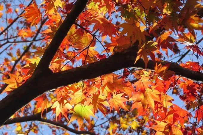Soka Universityさんのインスタグラム写真 - (Soka UniversityInstagram)「Campus Seasonal Photos November ❹ 丹木の歳時記　霜月四 ⑴ Pond of Literature・文学の池(ブンガクノイケ) ⑵ Japanese maple・モミジ ⑶ Heian garden・平安の庭(ヘイアンノニワ) ⑷ Faculty of Education building・教育学部棟(キョウイクガクブトウ) ⑸ Chinese pistache・櫂の木(カイノキ) ⑹ Fullmoon maple・葉団扇楓(ハウチワカエデ) ⑺ Backside of Ikeda Auditorium・池田記念講堂裏 ⑻ Heian garden・平安の庭 ⑼ Central tower・本部棟 ⑽ A tower & Global square・文系A棟&中央教育棟 #discoversoka #sodaigram #sokauniversity #hachioji #tokyo #campuslife #universitystyle #environmentfriendly #nature2020 #november2020 #fallenleaves #autumninjapan #fourseasons2020 #創価大学 #八王子 #キャンパス #大学 #学生 #環境に優しい #勉学 #秋2020 #色 #霜月 #11月 #冬に向けて」12月1日 11時22分 - sokauniversity