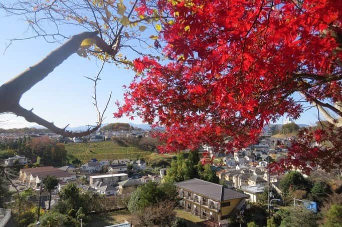 Soka Universityさんのインスタグラム写真 - (Soka UniversityInstagram)「Campus Seasonal Photos November ❹ 丹木の歳時記　霜月四 ⑴ Pond of Literature・文学の池(ブンガクノイケ) ⑵ Japanese maple・モミジ ⑶ Heian garden・平安の庭(ヘイアンノニワ) ⑷ Faculty of Education building・教育学部棟(キョウイクガクブトウ) ⑸ Chinese pistache・櫂の木(カイノキ) ⑹ Fullmoon maple・葉団扇楓(ハウチワカエデ) ⑺ Backside of Ikeda Auditorium・池田記念講堂裏 ⑻ Heian garden・平安の庭 ⑼ Central tower・本部棟 ⑽ A tower & Global square・文系A棟&中央教育棟 #discoversoka #sodaigram #sokauniversity #hachioji #tokyo #campuslife #universitystyle #environmentfriendly #nature2020 #november2020 #fallenleaves #autumninjapan #fourseasons2020 #創価大学 #八王子 #キャンパス #大学 #学生 #環境に優しい #勉学 #秋2020 #色 #霜月 #11月 #冬に向けて」12月1日 11時22分 - sokauniversity