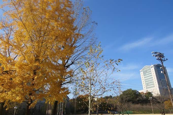 Soka Universityさんのインスタグラム写真 - (Soka UniversityInstagram)「Campus Seasonal Photos November ❹ 丹木の歳時記　霜月四 ⑴ Pond of Literature・文学の池(ブンガクノイケ) ⑵ Japanese maple・モミジ ⑶ Heian garden・平安の庭(ヘイアンノニワ) ⑷ Faculty of Education building・教育学部棟(キョウイクガクブトウ) ⑸ Chinese pistache・櫂の木(カイノキ) ⑹ Fullmoon maple・葉団扇楓(ハウチワカエデ) ⑺ Backside of Ikeda Auditorium・池田記念講堂裏 ⑻ Heian garden・平安の庭 ⑼ Central tower・本部棟 ⑽ A tower & Global square・文系A棟&中央教育棟 #discoversoka #sodaigram #sokauniversity #hachioji #tokyo #campuslife #universitystyle #environmentfriendly #nature2020 #november2020 #fallenleaves #autumninjapan #fourseasons2020 #創価大学 #八王子 #キャンパス #大学 #学生 #環境に優しい #勉学 #秋2020 #色 #霜月 #11月 #冬に向けて」12月1日 11時22分 - sokauniversity