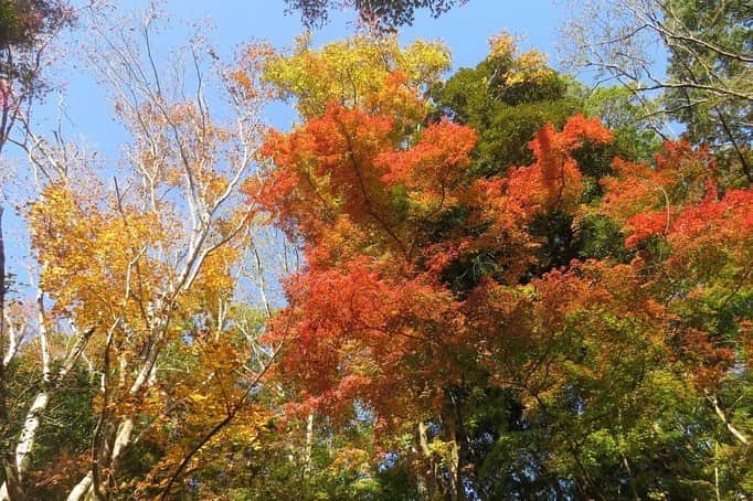 Soka Universityさんのインスタグラム写真 - (Soka UniversityInstagram)「Campus Seasonal Photos November ❹ 丹木の歳時記　霜月四 ⑴ Pond of Literature・文学の池(ブンガクノイケ) ⑵ Japanese maple・モミジ ⑶ Heian garden・平安の庭(ヘイアンノニワ) ⑷ Faculty of Education building・教育学部棟(キョウイクガクブトウ) ⑸ Chinese pistache・櫂の木(カイノキ) ⑹ Fullmoon maple・葉団扇楓(ハウチワカエデ) ⑺ Backside of Ikeda Auditorium・池田記念講堂裏 ⑻ Heian garden・平安の庭 ⑼ Central tower・本部棟 ⑽ A tower & Global square・文系A棟&中央教育棟 #discoversoka #sodaigram #sokauniversity #hachioji #tokyo #campuslife #universitystyle #environmentfriendly #nature2020 #november2020 #fallenleaves #autumninjapan #fourseasons2020 #創価大学 #八王子 #キャンパス #大学 #学生 #環境に優しい #勉学 #秋2020 #色 #霜月 #11月 #冬に向けて」12月1日 11時22分 - sokauniversity