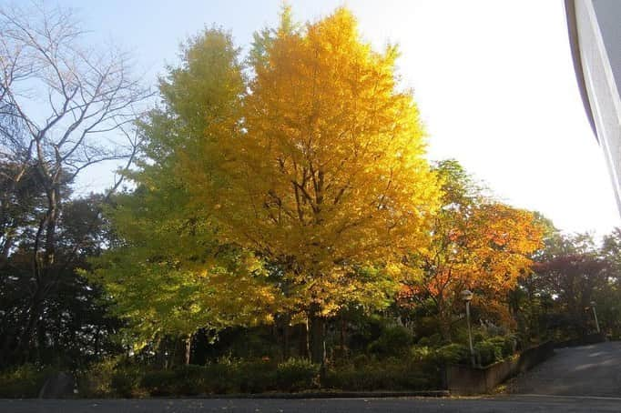 Soka Universityさんのインスタグラム写真 - (Soka UniversityInstagram)「Campus Seasonal Photos November ❹ 丹木の歳時記　霜月四 ⑴ Pond of Literature・文学の池(ブンガクノイケ) ⑵ Japanese maple・モミジ ⑶ Heian garden・平安の庭(ヘイアンノニワ) ⑷ Faculty of Education building・教育学部棟(キョウイクガクブトウ) ⑸ Chinese pistache・櫂の木(カイノキ) ⑹ Fullmoon maple・葉団扇楓(ハウチワカエデ) ⑺ Backside of Ikeda Auditorium・池田記念講堂裏 ⑻ Heian garden・平安の庭 ⑼ Central tower・本部棟 ⑽ A tower & Global square・文系A棟&中央教育棟 #discoversoka #sodaigram #sokauniversity #hachioji #tokyo #campuslife #universitystyle #environmentfriendly #nature2020 #november2020 #fallenleaves #autumninjapan #fourseasons2020 #創価大学 #八王子 #キャンパス #大学 #学生 #環境に優しい #勉学 #秋2020 #色 #霜月 #11月 #冬に向けて」12月1日 11時22分 - sokauniversity