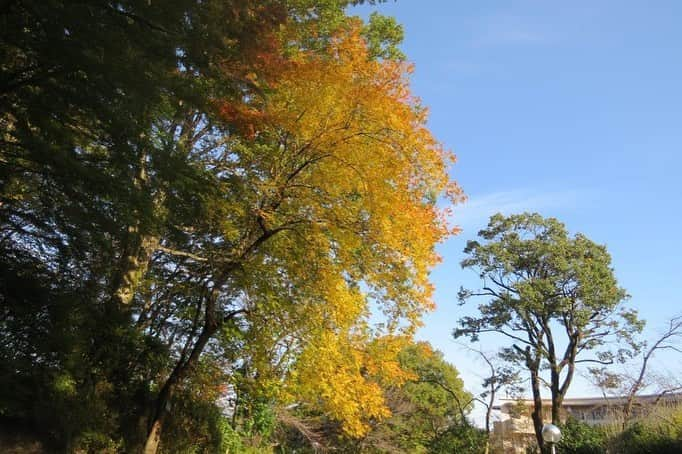 Soka Universityさんのインスタグラム写真 - (Soka UniversityInstagram)「Campus Seasonal Photos November ❹ 丹木の歳時記　霜月四 ⑴ Pond of Literature・文学の池(ブンガクノイケ) ⑵ Japanese maple・モミジ ⑶ Heian garden・平安の庭(ヘイアンノニワ) ⑷ Faculty of Education building・教育学部棟(キョウイクガクブトウ) ⑸ Chinese pistache・櫂の木(カイノキ) ⑹ Fullmoon maple・葉団扇楓(ハウチワカエデ) ⑺ Backside of Ikeda Auditorium・池田記念講堂裏 ⑻ Heian garden・平安の庭 ⑼ Central tower・本部棟 ⑽ A tower & Global square・文系A棟&中央教育棟 #discoversoka #sodaigram #sokauniversity #hachioji #tokyo #campuslife #universitystyle #environmentfriendly #nature2020 #november2020 #fallenleaves #autumninjapan #fourseasons2020 #創価大学 #八王子 #キャンパス #大学 #学生 #環境に優しい #勉学 #秋2020 #色 #霜月 #11月 #冬に向けて」12月1日 11時22分 - sokauniversity