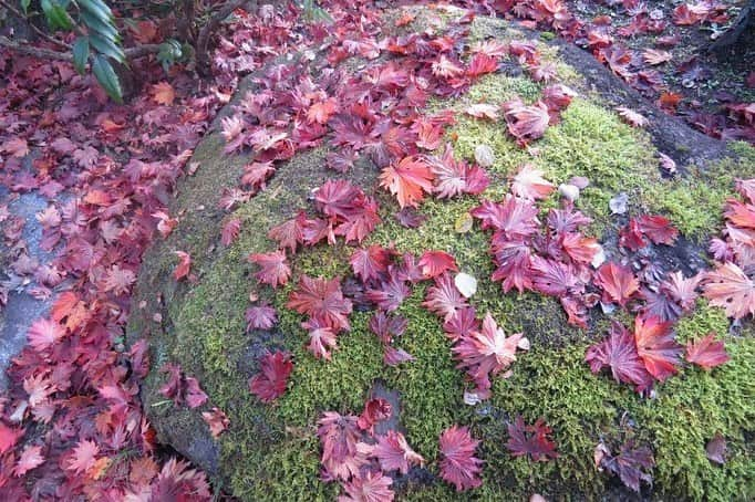 Soka Universityさんのインスタグラム写真 - (Soka UniversityInstagram)「Campus Seasonal Photos November ❹ 丹木の歳時記　霜月四 ⑴ Pond of Literature・文学の池(ブンガクノイケ) ⑵ Japanese maple・モミジ ⑶ Heian garden・平安の庭(ヘイアンノニワ) ⑷ Faculty of Education building・教育学部棟(キョウイクガクブトウ) ⑸ Chinese pistache・櫂の木(カイノキ) ⑹ Fullmoon maple・葉団扇楓(ハウチワカエデ) ⑺ Backside of Ikeda Auditorium・池田記念講堂裏 ⑻ Heian garden・平安の庭 ⑼ Central tower・本部棟 ⑽ A tower & Global square・文系A棟&中央教育棟 #discoversoka #sodaigram #sokauniversity #hachioji #tokyo #campuslife #universitystyle #environmentfriendly #nature2020 #november2020 #fallenleaves #autumninjapan #fourseasons2020 #創価大学 #八王子 #キャンパス #大学 #学生 #環境に優しい #勉学 #秋2020 #色 #霜月 #11月 #冬に向けて」12月1日 11時22分 - sokauniversity