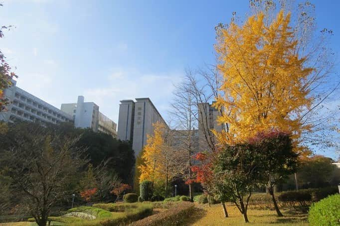 Soka Universityさんのインスタグラム写真 - (Soka UniversityInstagram)「Campus Seasonal Photos November ❹ 丹木の歳時記　霜月四 ⑴ Pond of Literature・文学の池(ブンガクノイケ) ⑵ Japanese maple・モミジ ⑶ Heian garden・平安の庭(ヘイアンノニワ) ⑷ Faculty of Education building・教育学部棟(キョウイクガクブトウ) ⑸ Chinese pistache・櫂の木(カイノキ) ⑹ Fullmoon maple・葉団扇楓(ハウチワカエデ) ⑺ Backside of Ikeda Auditorium・池田記念講堂裏 ⑻ Heian garden・平安の庭 ⑼ Central tower・本部棟 ⑽ A tower & Global square・文系A棟&中央教育棟 #discoversoka #sodaigram #sokauniversity #hachioji #tokyo #campuslife #universitystyle #environmentfriendly #nature2020 #november2020 #fallenleaves #autumninjapan #fourseasons2020 #創価大学 #八王子 #キャンパス #大学 #学生 #環境に優しい #勉学 #秋2020 #色 #霜月 #11月 #冬に向けて」12月1日 11時22分 - sokauniversity