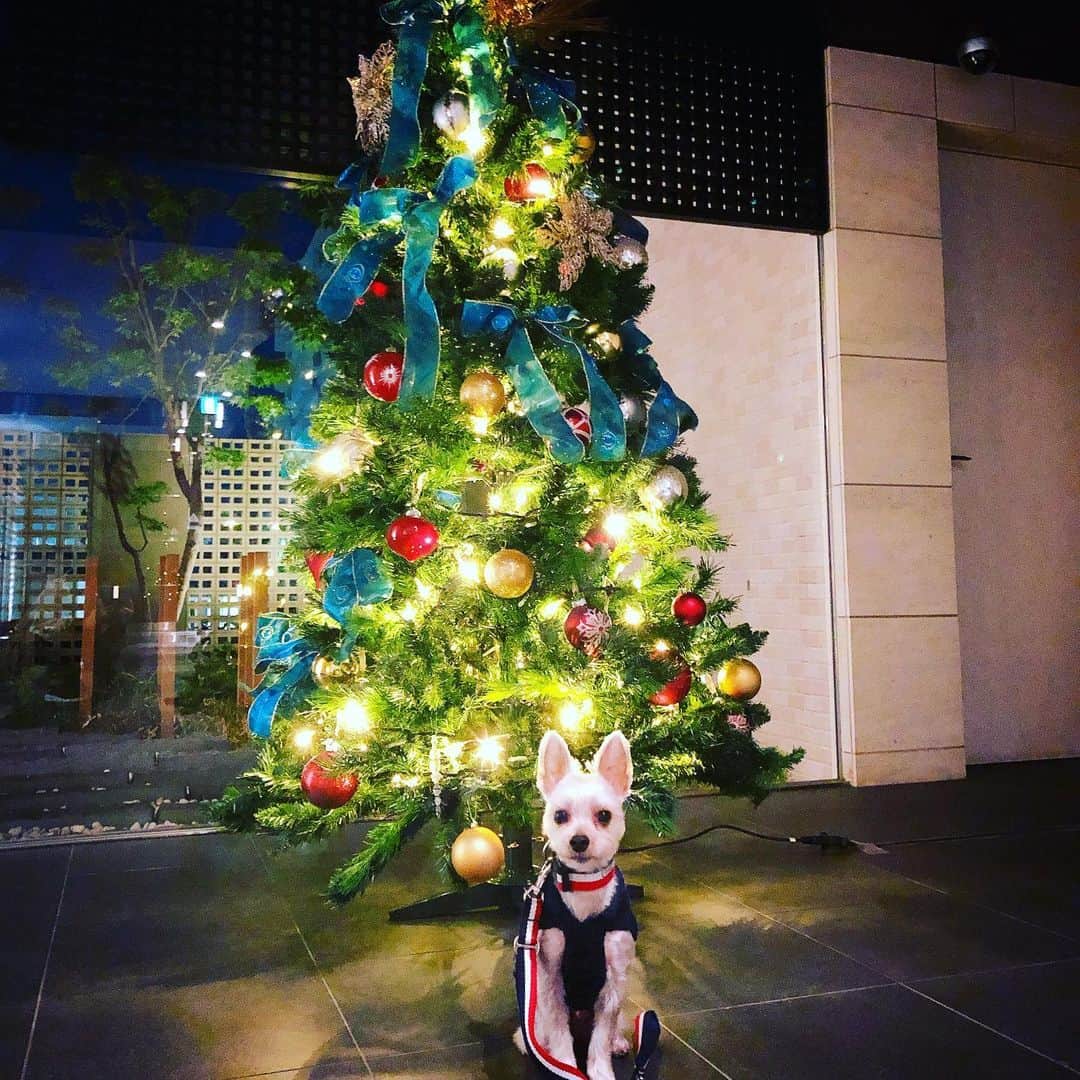 桂紗綾さんのインスタグラム写真 - (桂紗綾Instagram)「12月到来。 今年もうちのマンションにツリー到来🎄  #クリスマスツリー  #クリスマス  #クリスマス準備  #愛犬との暮らし  #愛犬  #いぬすたぐらむ」12月1日 11時30分 - saaya_katsura_abc