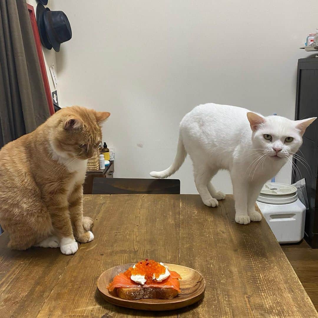 金巻ともこさんのインスタグラム写真 - (金巻ともこInstagram)「スモークサーモンクリームチーズをさらにバージョンアップしました。体に悪そう。  #hakuchai #tabby #orangetabby #cat #猫 #茶トラ男子部 #catstagram #白猫　#whitecat #おうちごはん金巻 #おうちごはんと猫 #猫とごはん #王子サーモン」12月1日 12時10分 - tomotomoco