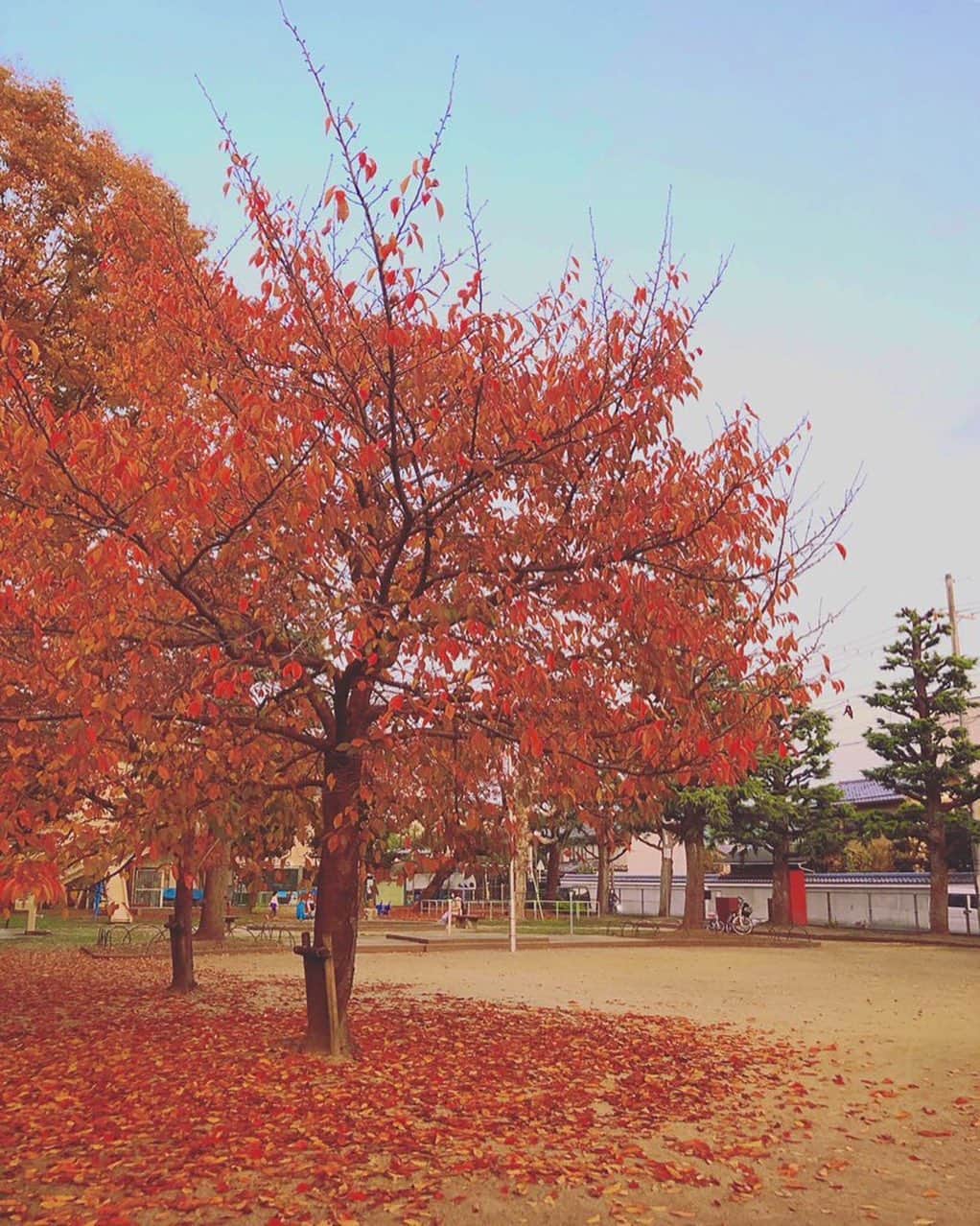 CHIPPRUSONのインスタグラム：「秋は足早に過ぎ去り、長い冬がやってきました。近所の公園の木、もう葉っぱは全部なくなっていて、枝だけになっていたよ。  今朝は、久しぶりに体調が良いです。ほぼ2ヶ月間、仕事が出来ない状態でしたが、やっと少しずつ回復を感じております。  昨日は、大きな満月を見たよ。満月に「健康になれますように」と心からお願いしました。  12月、ゆっくり頑張っていこう😊💪🍞」