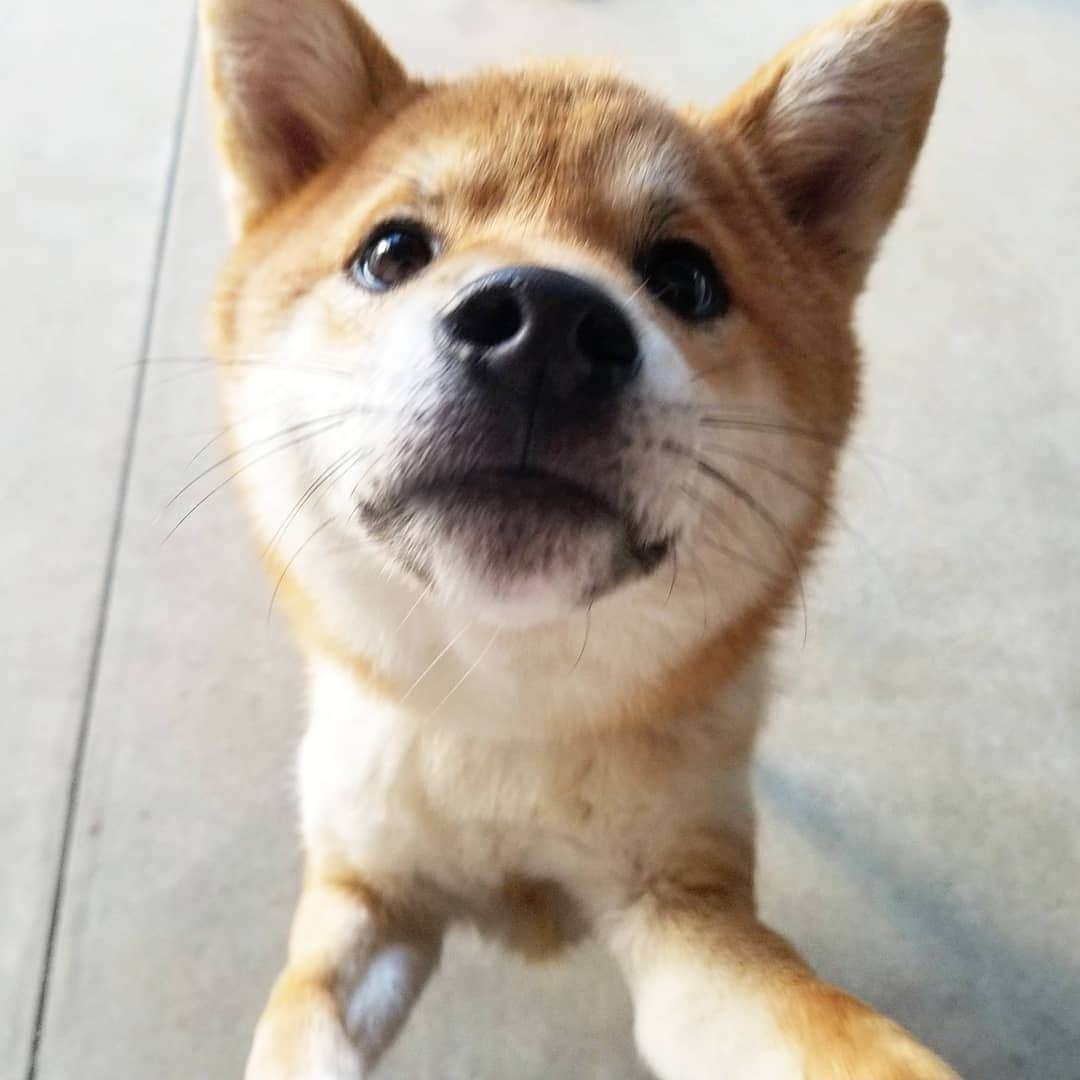 柴犬たま Shibainu Tamaさんのインスタグラム写真 - (柴犬たま Shibainu TamaInstagram)「﻿ だいたいいつも「🐶？」みたいな顔してる癒し系(笑)﻿ ﻿﻿﻿﻿﻿﻿﻿﻿﻿ Caption trans🇬🇧﻿﻿﻿﻿﻿﻿﻿﻿﻿ Koi is usually always "🐶?" It's a soothing face like(lol)﻿ ﻿﻿﻿﻿﻿﻿﻿﻿﻿ #たま家族 #柴犬コイ #不思議ちゃん #癒し系 #タレ目 #ふわもこ #かなりひし形﻿ #柴犬 #shiba #shibainu #shibastagram #犬 #dog」12月1日 12時25分 - tama7653