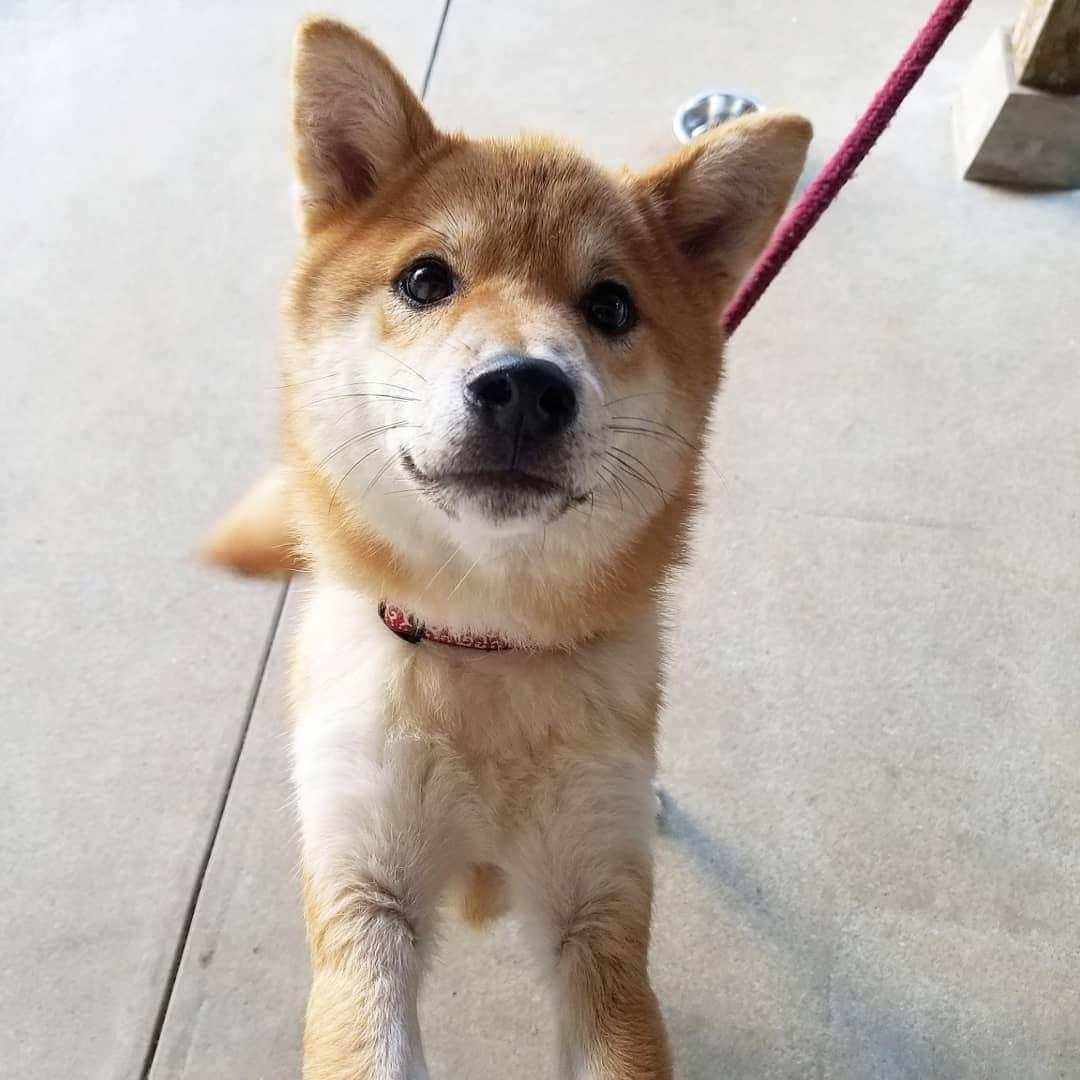 柴犬たま Shibainu Tamaさんのインスタグラム写真 - (柴犬たま Shibainu TamaInstagram)「﻿ だいたいいつも「🐶？」みたいな顔してる癒し系(笑)﻿ ﻿﻿﻿﻿﻿﻿﻿﻿﻿ Caption trans🇬🇧﻿﻿﻿﻿﻿﻿﻿﻿﻿ Koi is usually always "🐶?" It's a soothing face like(lol)﻿ ﻿﻿﻿﻿﻿﻿﻿﻿﻿ #たま家族 #柴犬コイ #不思議ちゃん #癒し系 #タレ目 #ふわもこ #かなりひし形﻿ #柴犬 #shiba #shibainu #shibastagram #犬 #dog」12月1日 12時25分 - tama7653