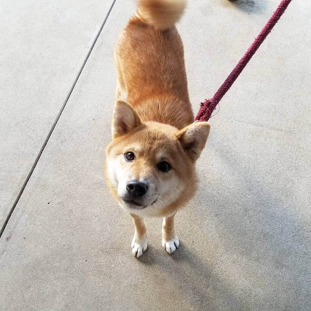 柴犬たま Shibainu Tamaのインスタグラム