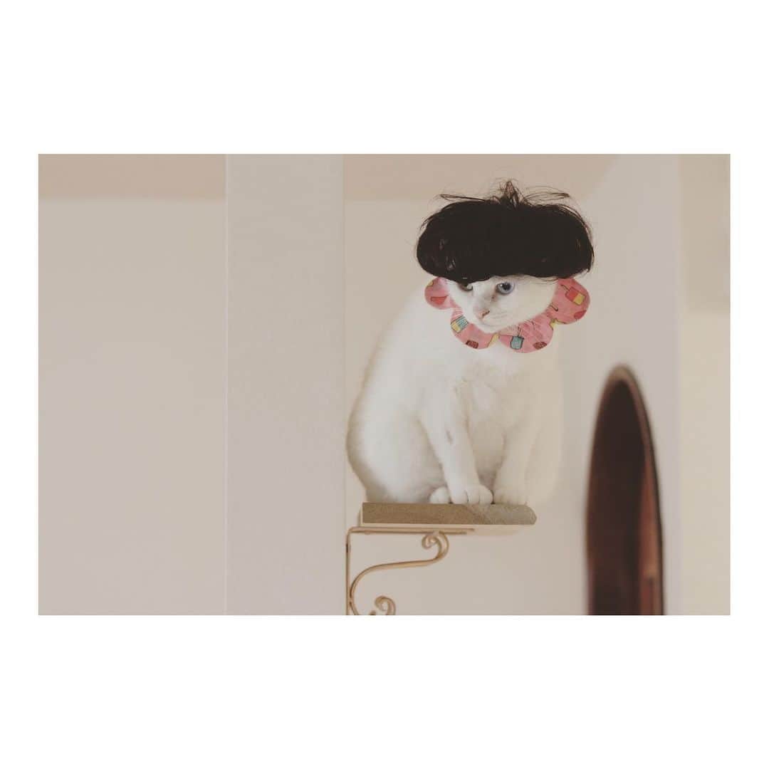 こむぎのインスタグラム：「* 無事に東京の里親さん宅へくろくんまがりくんを搬送して岐阜へ帰って来ました〜🤗  毎回泊めてくれるまいさん( @maihimemoco )ありがとう😂 今回もたくさんの"可愛い"が忙しかったのでその写真です〜🙏🏻  そしてそして！ 10月下旬にストーリーにアップしていた空港で保護され保健所に連れて行かれてしまう寸前のところを、車を飛ばして引き受けてきた"そらちゃん"🐈 しばらく岐阜の預かりさん宅にいましたが、この度まいさんにお願いすることに🙏🏻✨ 東京近郊でそらちゃん里親募集です〜！ まいさんのお家のモコちゃんそっくりの美人さん☺️ 姉妹みたい〜😍 気になった方は @maihimemoco さんまでよろしくお願いします🤗✨ 生後5ヶ月のキジトラ風サビの女の子 猫エイズ猫白血病陰性 ワクチン接種済です✨  ちなみに今回の搬送もトイレ休憩2回したくらいで、飲食も買っていったものを車の中で食べて消毒しながらよっぽど気をつけて行ってきました😂 コロナじゃなければ会いに行きたい子🐈たちがたくさんいるんだけどな……😢  さてさて、休む間も無くやることたくさん💦 まずは今月のほしいものリスト、Amazonのセールが今日までなので何とか今日中につくります！ 岐阜の多頭崩壊現場の猫たちのこと、引き続き何卒応援よろしくお願いします〜🙇🏻💦💦💦 #なんかちーちゃんのおしりがコトちゃんそっくりになってた #時間ってすごい」