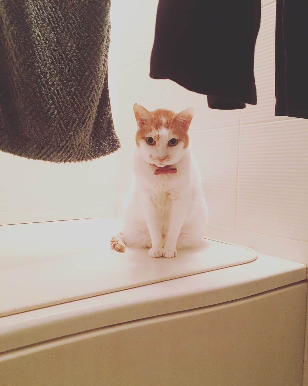 のインスタグラム：「いらっしゃいませ、伊緒沢洋品店へ♡  今日はスウェットがお安くなっておりますよ。  #猫沢イオ　#みつゆびイオちゃん　#イオちゃんたら下ぶくれ👀✨」