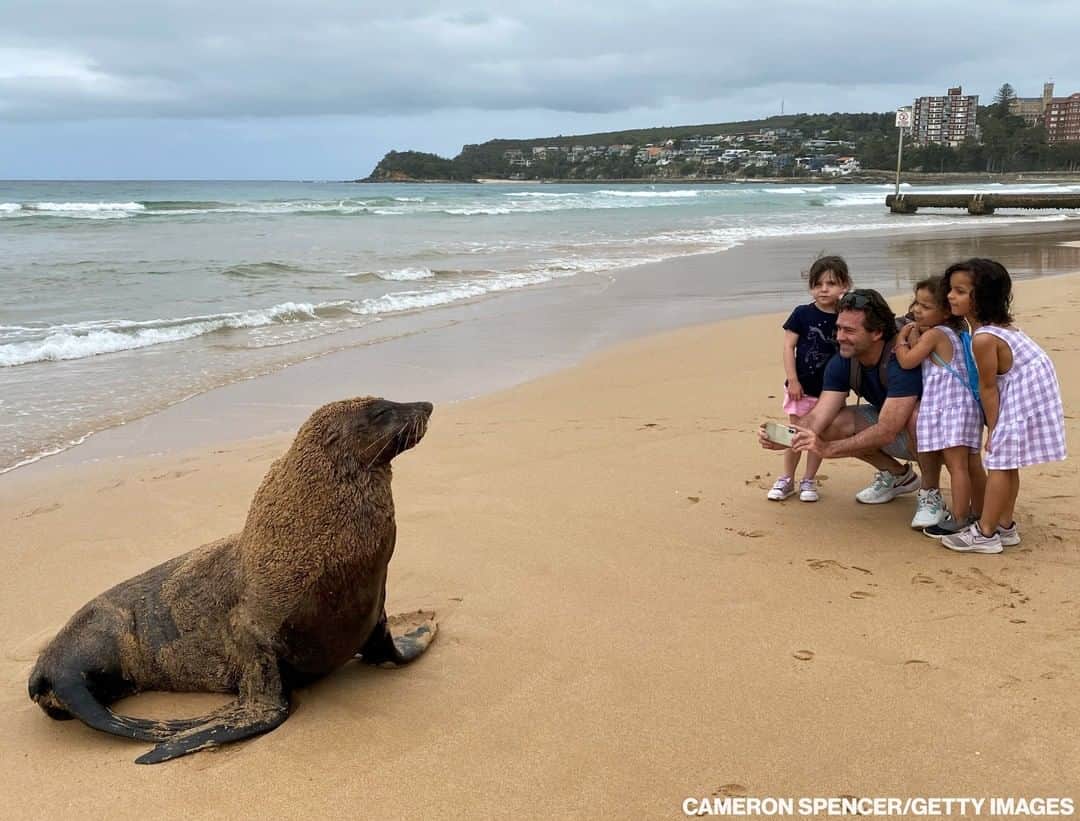 ABC Newsさんのインスタグラム写真 - (ABC NewsInstagram)「A New Zealand fur seal is seen saying "hello" to a family on Manly Beach in Sydney, Australia. Wildlife officers and lifeguards soon arrived to set up an exclusion zone around the seal to keep onlookers at a safe distance.」12月1日 13時02分 - abcnews