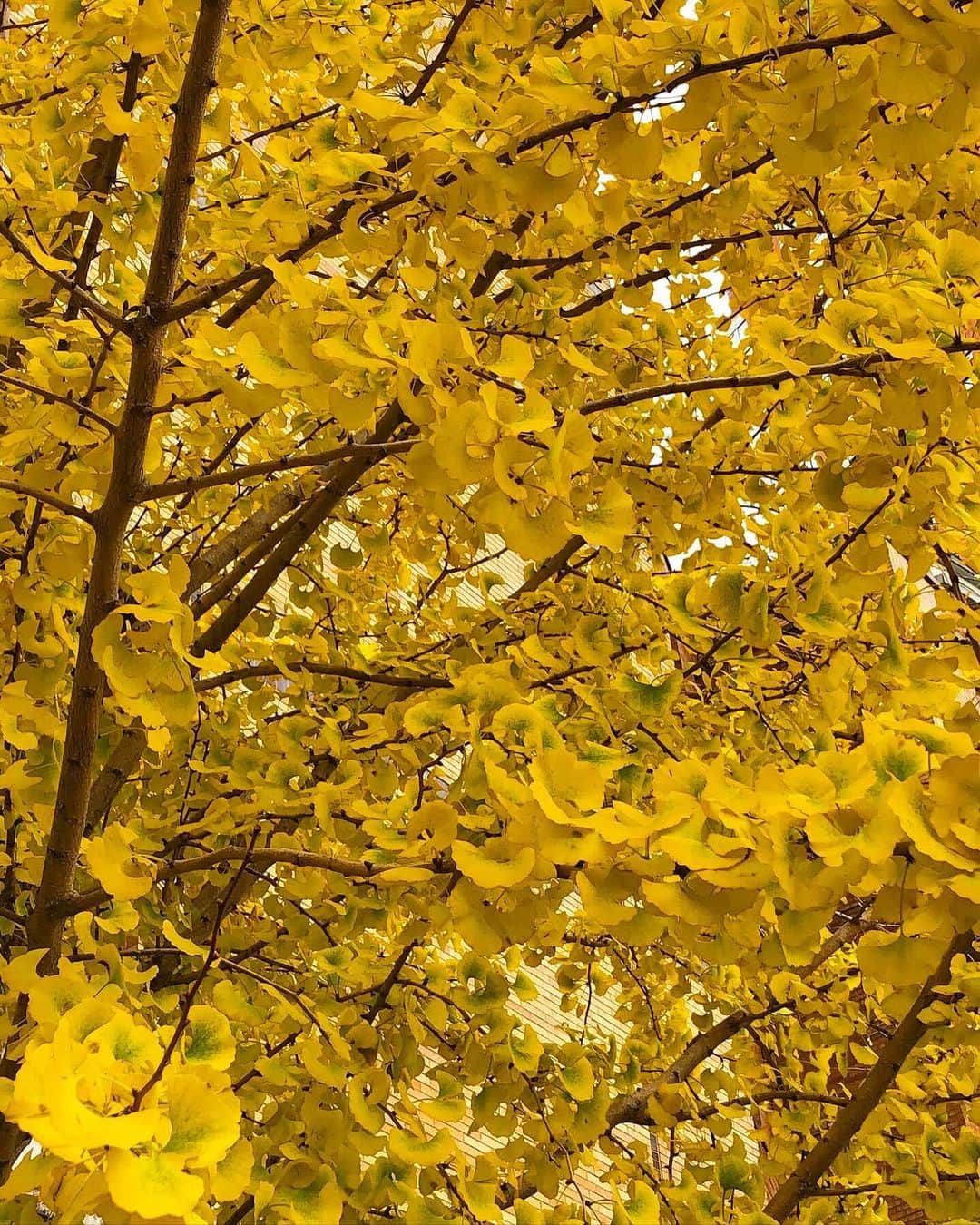 リエのインスタグラム：「Beautiful ginkgo leaves in the West Village.   The ginkgo is symbolic of longevity and resilience in Japan.  A single tree is able to live a thousand years.   #gingkoleaves #westvillage #resilience #rhié」