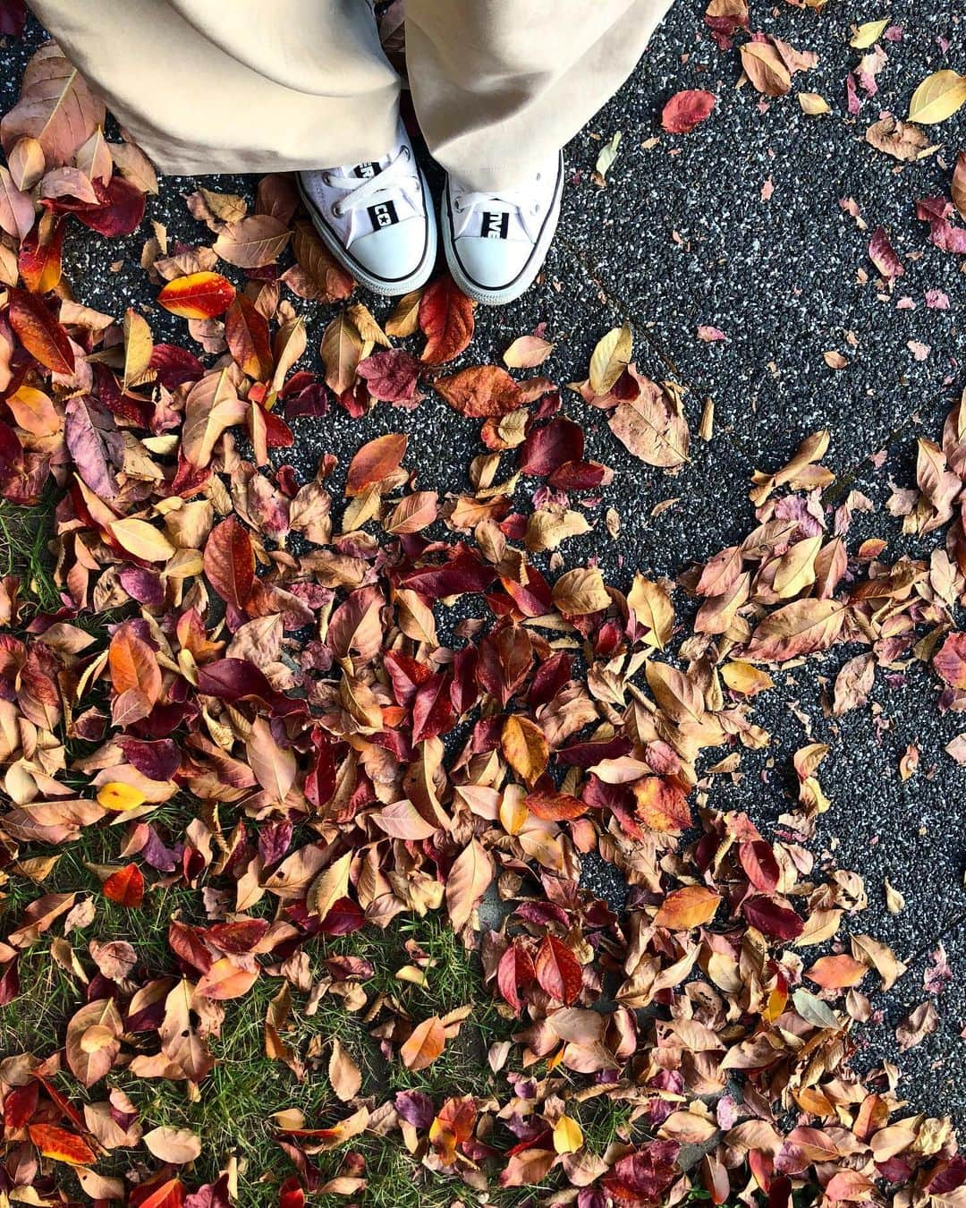 山口実香のインスタグラム：「． 落ち葉の色合いが綺麗🍂 この色合い見てたら さつまいもとくりが 食べたくなってくるなぁ🍠🌰」