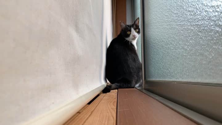 ひのき猫のインスタグラム