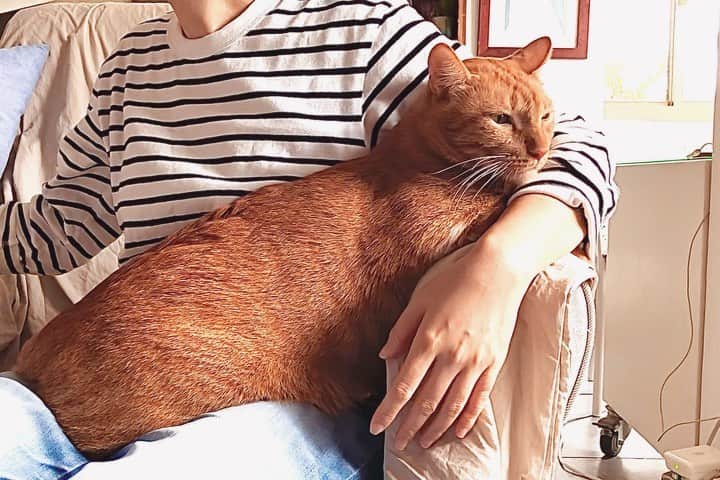 Katetsaiのインスタグラム：「不要拍我帥臉啦～ Don't take my handsome face ~~  #這是在嬌羞哪ㄧ趴？ #麥摳有腿便是娘 #埋在人家手臂是？ #還往裡面鑽  #cat #neko #ネコ #ねこ #猫  #Michaelfansclub#麥摳Michael #catsofinstagram #katetsaivideo」