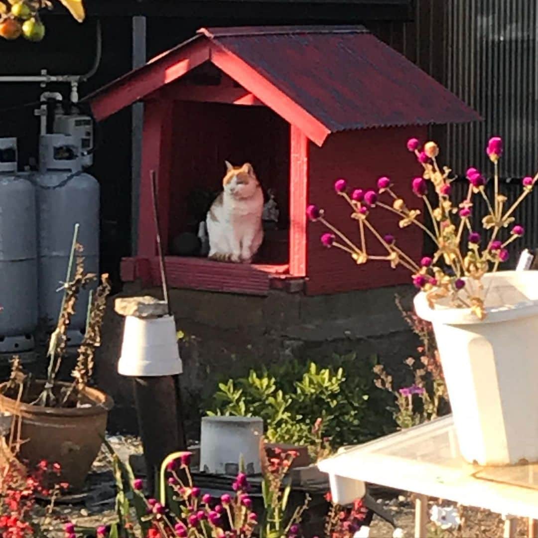 おんむすのインスタグラム