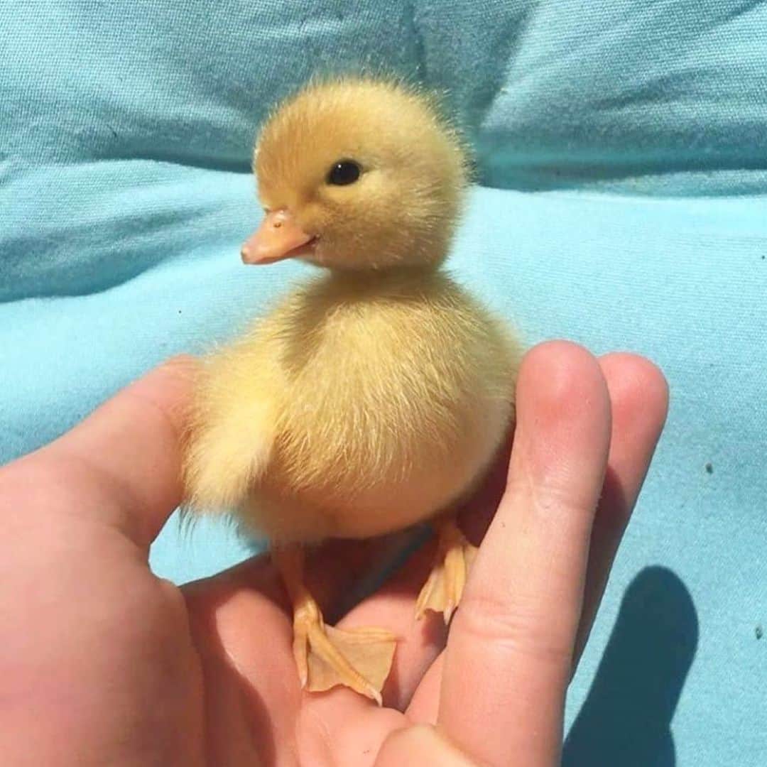 のインスタグラム：「Hi little one 🐥」