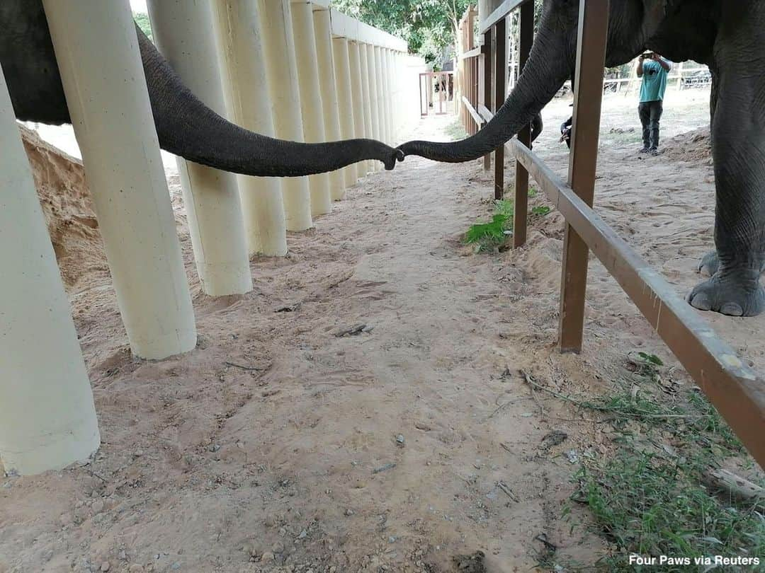 ABC Newsさんのインスタグラム写真 - (ABC NewsInstagram)「Kaavan—dubbed the "world's loneliest elephant" after being diagnosed as emotionally and physically damaged while living in a zoo in Islamabad, Pakistan, for 35 years—touches trunks with another elephant at a sanctuary in Cambodia.⁠ ⁠ Kaavan has been resettled the sanctuary after receiving some assistance from iconic singer Cher. Read more about his journey at LINK IN BIO. #kaavan #elephant #rescueanimals #cambodia #animalsanctuary #cher」12月2日 2時15分 - abcnews