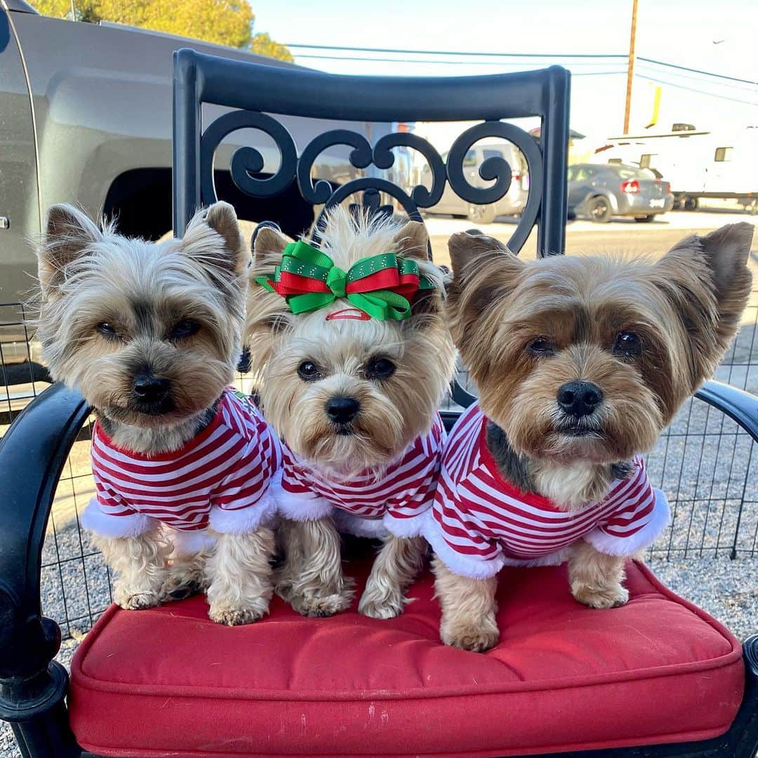 さんのインスタグラム写真 - (Instagram)「Max, Allie & Sammy 💭 Happy December! 🎅🏼🎄🎁♥️⛄️ Only 24 days until Santa Paws comes! 🎄🎁⛄️♥️🎁🙌🏼 We got groomed by the best groomer in Vegas @FurBabyPetSpa Check them out! ✂️🛁#NaughtyOrNice #HappyDecember #December2020 #TisTheSeason🎄#DecemberToRemember #SantaPaws」12月2日 2時13分 - happyyorkiefamily