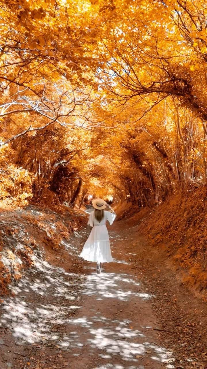 Izkizのインスタグラム：「Autumn wonderland 🍂 Shot on @izkizapp」