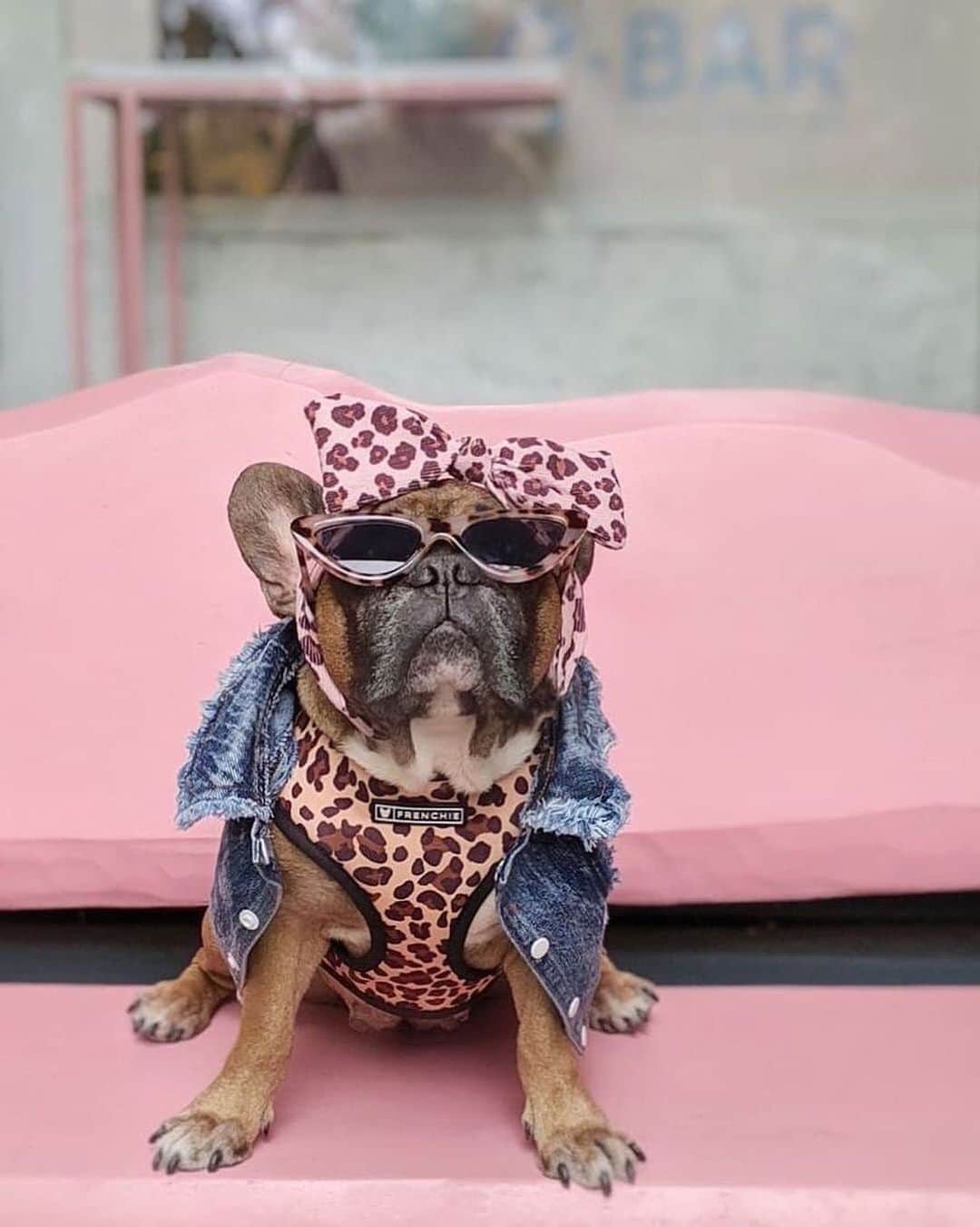 Regeneratti&Oliveira Kennelのインスタグラム：「Can't help it I’m so fabulous 💥🔥 @lily_glamour_lady . . . . Shop  @frenchie_bulldog ⚡️THE COOLEST⚡️ swag for your pup! 🎁 Get 10% off  with code  jmarcoz10 🐾 #frenchiepetsupply . . . . . #frenchie #frenchieoftheday #französischebulldogge #franskbulldog  #frenchbulldog #frenchies1 #frenchiepuppy #dog #dogsofinstagram  #bully #bulldog #bulldogfrances #フレンチブルドッグ #フレンチブルドッグ #フレブル #frenchbulldogsofinstagram  #batpig #buhi #buhigram #buhistagram」