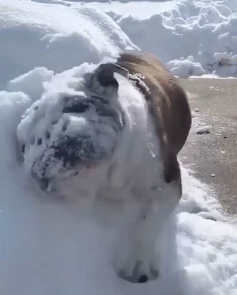 WildLifeのインスタグラム：「He loves the snow as much as we do!😍😂 Tag someone that should see this!  Follow us @wildlifepage for more🙏🏼 Video by @surfinggypsy」