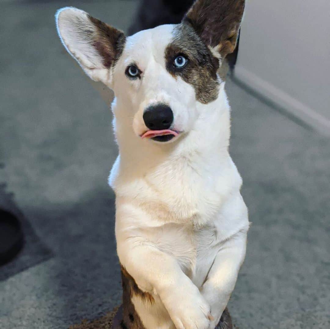 DogsOf Instagramさんのインスタグラム写真 - (DogsOf InstagramInstagram)「"Heard it was #GivingTuesday so I am waiting for you to gib me treats." — @mylton_the_corgi  #GivingTuesday is a global movement that unleashes the power of people and organizations to transform their communities. There are so many amazing animal shelters, clinics, and organizations working to protect dogs around the world.   If you're able to give today, please consider donating to a local shelter or animal rescue group to help support dogs in need. ❤️🐾  #dogsofinstagram #dogsofshelters」12月2日 3時08分 - dogsofinstagram