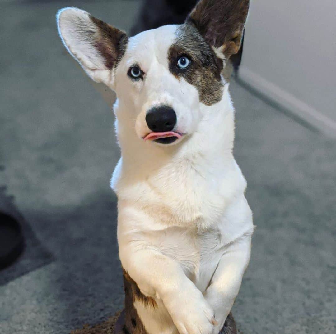 のインスタグラム：「"Heard it was #GivingTuesday so I am waiting for you to gib me treats." — @mylton_the_corgi  #GivingTuesday is a global movement that unleashes the power of people and organizations to transform their communities. There are so many amazing animal shelters, clinics, and organizations working to protect dogs around the world.   If you're able to give today, please consider donating to a local shelter or animal rescue group to help support dogs in need. ❤️🐾  #dogsofinstagram #dogsofshelters」