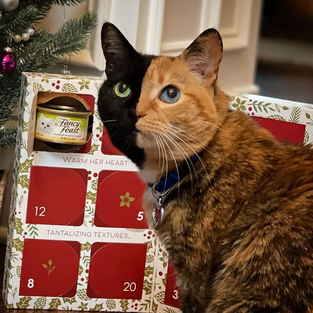 Venus Cat さんのインスタグラム写真 - (Venus Cat Instagram)「And just like that, December is here! Check out the yummy surprise that was behind the December 1st window of my @fancyfeastcatfood Advent calendar! 🙀😋 See my stories and get your special limited edition ornament where all proceeds are donated to help others! 🎄🎁  #ad #adventcalendar #givingtuesday #ornament」12月2日 3時07分 - venustwofacecat