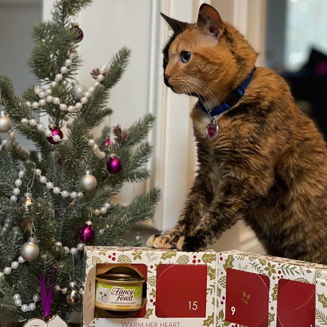 Venus Cat のインスタグラム：「And just like that, December is here! Check out the yummy surprise that was behind the December 1st window of my @fancyfeastcatfood Advent calendar! 🙀😋 See my stories and get your special limited edition ornament where all proceeds are donated to help others! 🎄🎁  #ad #adventcalendar #givingtuesday #ornament」