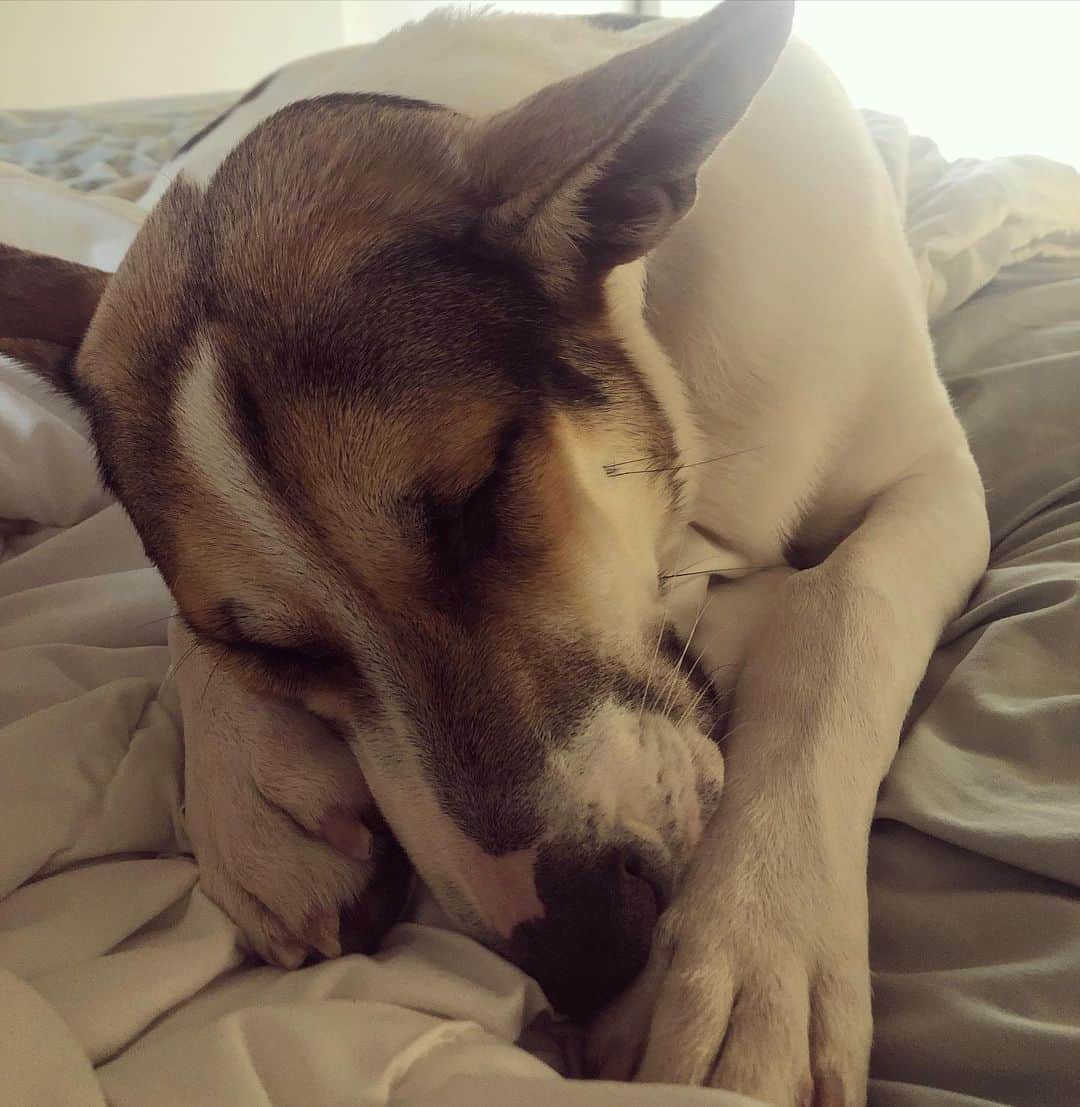 テイラー・グラブスのインスタグラム：「Hi guys! Saving animals has always been one of my biggest passions. It would mean the world to me if you joined me in supporting @wagsandwalks this #GivingTuesday! 2020 has been a rough year but Wags & Walks has still managed to save more than 800 homeless pups with the help of Lenny's Legacy, founded by Sir Patrick Stewart and Sunny Ozell. Patrick and Sunny have graciously offered to match all donations up to $10,000 in honor of Giving Tuesday to support rescue dogs like my pups, especially seniors and those in need of medical care. By giving and sharing today, you can make double the impact for dogs in need. Please visit wagsandwalks.org to learn more about Lenny's Legacy and to make a donation today! Link in my bio!❤️」