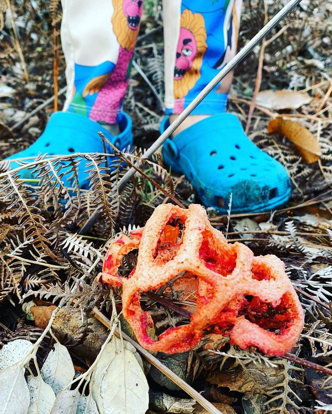 リリー・コールのインスタグラム：「Mushroom Madness. Which one of these do you reckon people eat?」