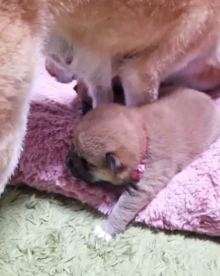 柴犬たま Shibainu Tamaのインスタグラム