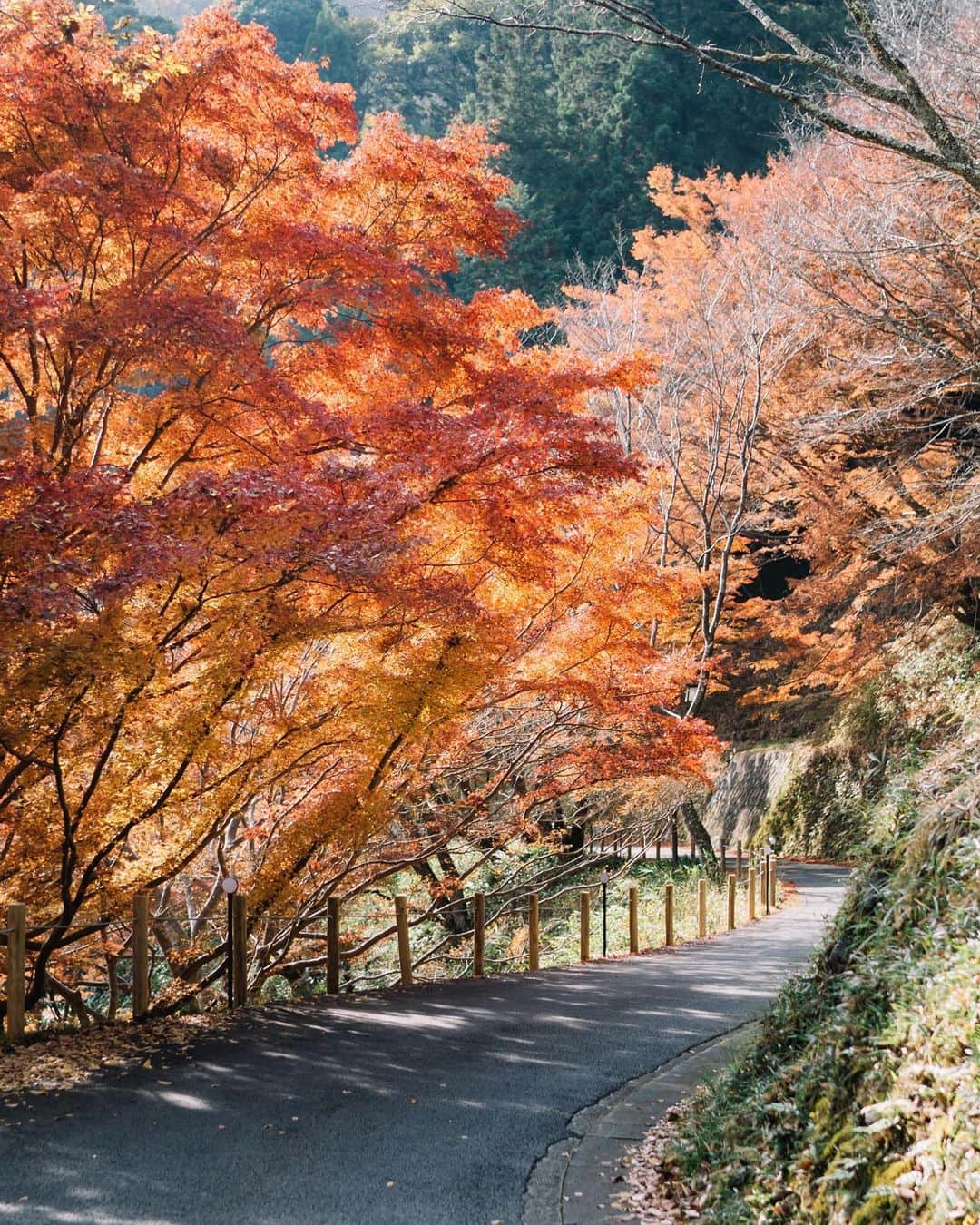 fuka_09さんのインスタグラム写真 - (fuka_09Instagram)「﻿ 奈良県 #吉野 の七曲り坂🍂﻿ ﻿ @watashiha_naraha_official﻿ #わたしは奈良派 #奈良旅﻿ ﻿ ﻿ あっという間に今年もあと1ヶ月。﻿ あまりにも慌ただしく過ぎていった﻿ この数ヶ月、普段スローペースな﻿ 私でも😂なんとか走ってきたけれど﻿ そろそろインプットの時間も必要で。﻿ ﻿ 私はいろんなものを本から得る﻿ ことが多いです。またおすすめの本﻿ 紹介したいと思います📚」12月1日 18時34分 - fuka_09
