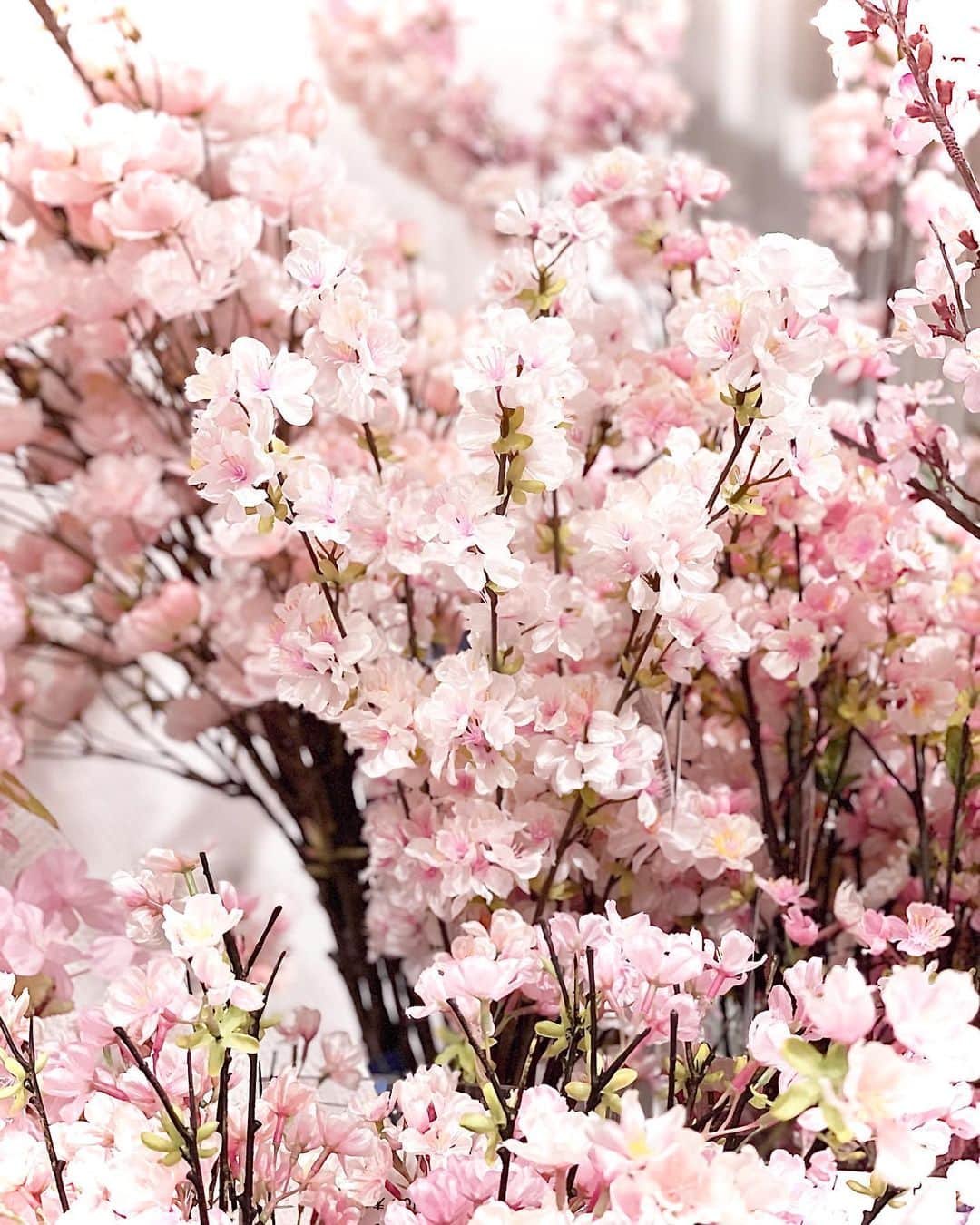 横浜ディスプレイミュージアムのインスタグラム：「🌸横浜ディスプレイミュージアム2021Spring 特集🌸  「 桜 」  12月に入ったばかりですが、、 店頭では 桜🌸 が並びました！  ピンク色で春めいていて 新しい季節の始まりを感じます とてもわくわくしますね♪  横浜ディスプレイミュージアムInstagramでは 今日から土曜日まで 桜🌸 を特集していきます。  第一回目は2Fシルク売場より 桜🌸 のコサージュのご提案です！  作り方のレシピもご用意して 2Fシルクカウンター横にて展開中です。  ぜひお立ち寄りくださいませ♪  #横浜ディスプレイミュージアム #株式会社ポピー #横浜 #ディスプレイ#アーティフィシャルフラワー #フラワーアレンジメント #フラワーデザイン #インテリア雑貨 #インテリア#インテリアコーディネート#スタイリスト#装飾#デコレーション#花のある暮らし #花好きな人と繋がりたい #コサージュ  #桜 #CherryBlossom #造花コサージュ #display #yokohama#flowerarrangement #interiordesign #artficialflower #flowerstagram」