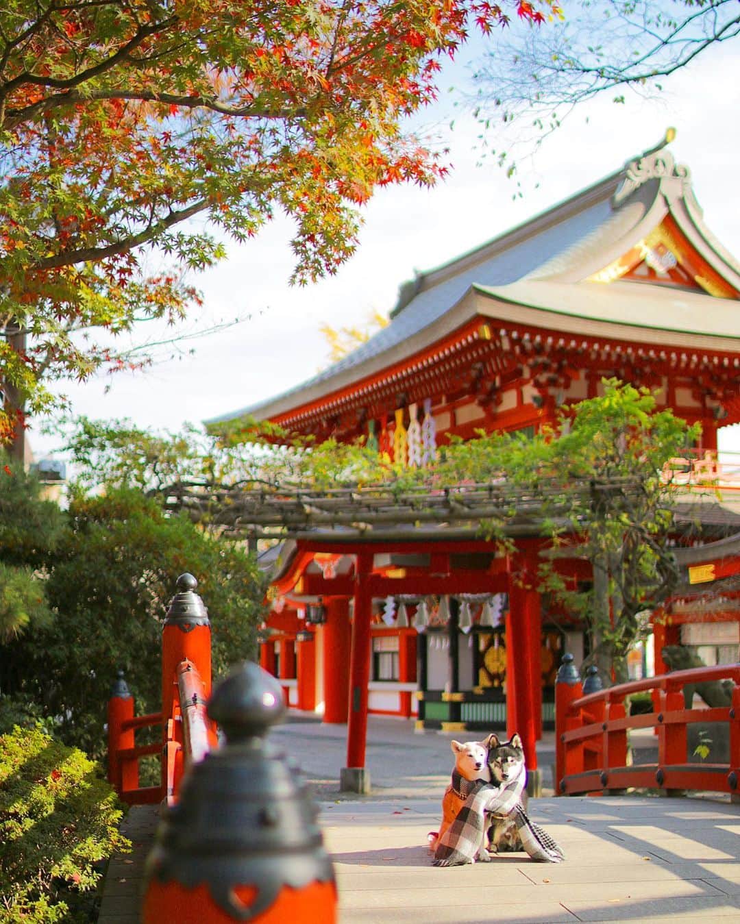 のインスタグラム：「🐶⛩🐶  おひさまぽかぽか〜💛 「もうここでお昼寝してっちゃお〜😪😪」 な、にぴきで12月もよろしくお願いします！ . . 今日はお天気が良かったので お散歩がてら年始以来の近所の神社へ 今年一年お世話になりました あとひと月もよろしくお願いします🙏 と、お参りに行ってきたのですが..  後で神社のHPを見て知ったのですが ペットの入場について規定ができていました。  けんゆりとお散歩がてらお参りに行くのも 今日が最後になってしまったので ねむねむなにぴきの写真ですが記念に..⛩🍁 . . どうやら参道などに台や敷物を置いて ペットの撮影をしていた方がいたようです😢 . . Location:Chiba」