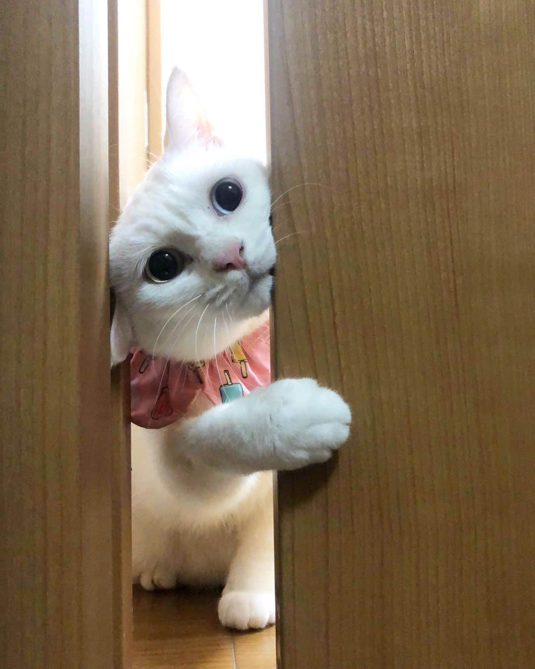 maimocotoのインスタグラム：「「こっちゃんに会いたいな❤︎」って言って、扉少しだけ開けておいたら必死に会いに来てくれた🚪 ＊ ＊ 『そんなに会いたいなら、もう少したくさん開けておいてほしいの、あたち』 ＊ ＊ #すぐにすり抜けて来てくれました❤︎ #コトとの遊び #昨日のそらちゃんにコメントたくさんありがとうございます #長旅とたくさんの猫にちょっとおつかれ気味かもしれません」