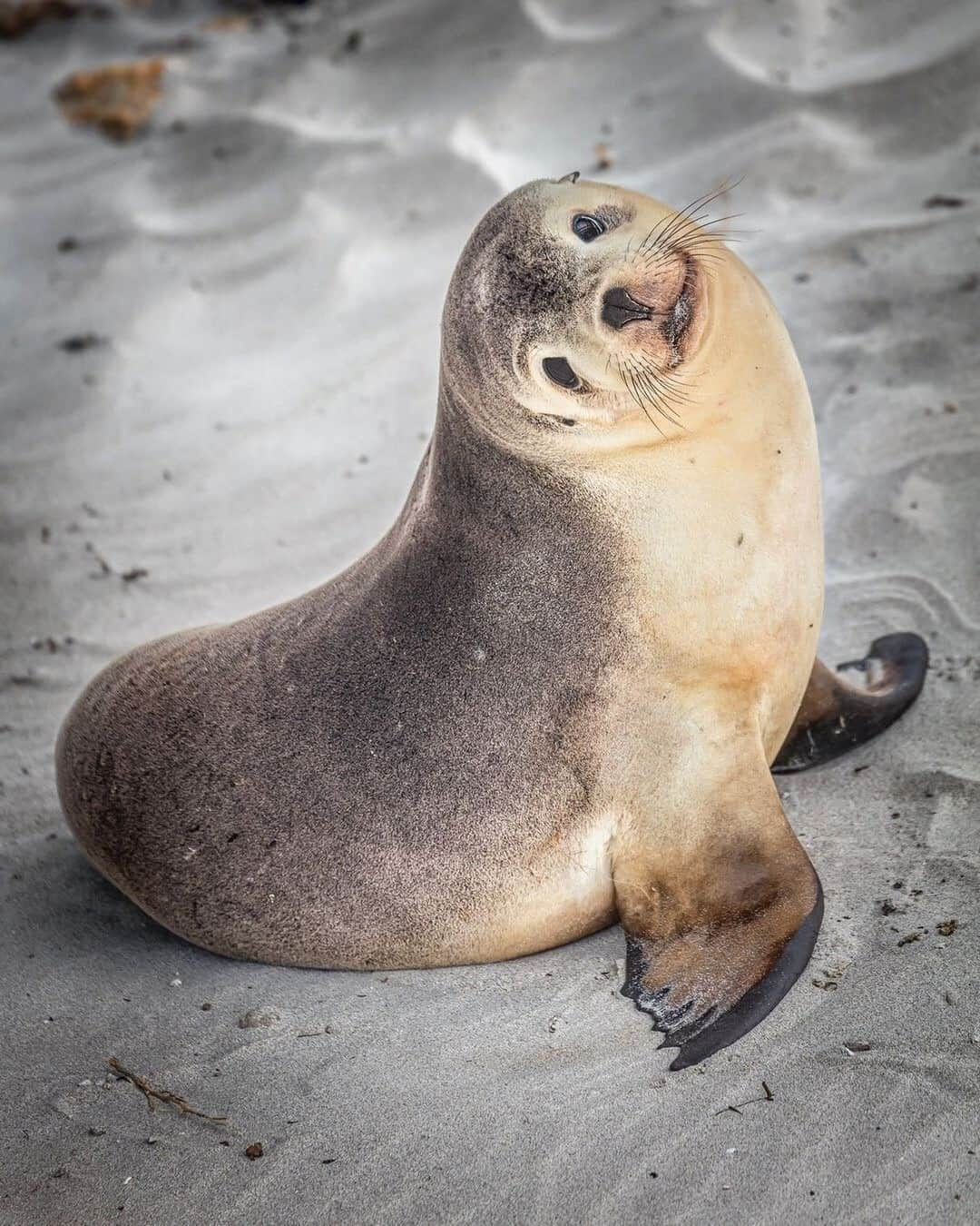 Australiaさんのインスタグラム写真 - (AustraliaInstagram)「Who could possibly resist a face like this?! 😍 @quentinchester captured this cheeky fellow striking a pose at #SealBayConservationPark in @southaustralia. @sealbay on @authentickangarooisland is the only place in the world where you can see Australian sea lions at close proximity, and even walk on the beach amongst them with an experienced guide. You'll learn unique insights about how these endangered #sealions live, eat and surf in an incredible part of the coastline, and more importantly, how their environment is being conserved so generations to come can also enjoy this exceptional nature-based experience. #seeaustralia #SeeSouthAustralia #authenticKI #holidayherethisyear」12月1日 19時00分 - australia