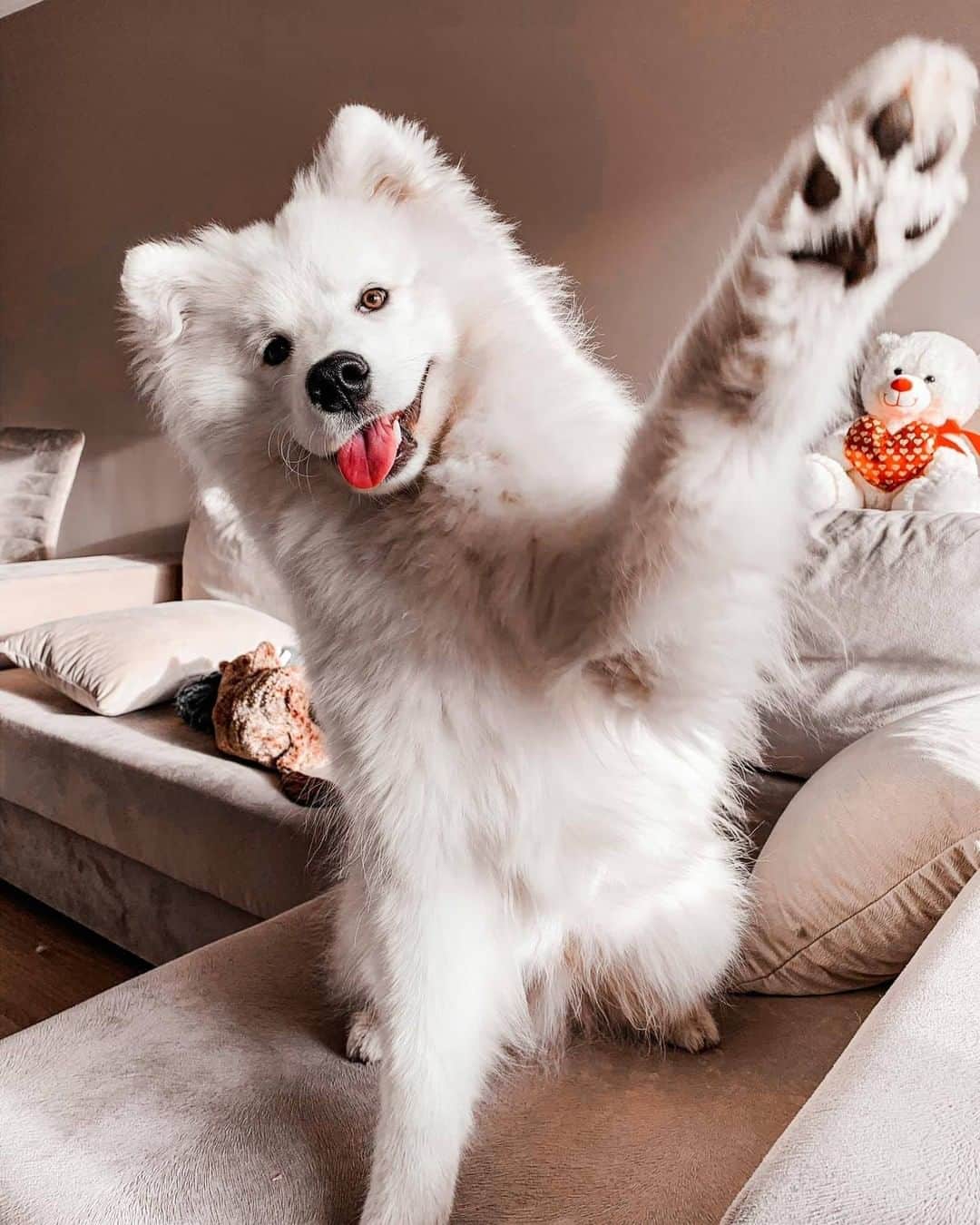 8crapさんのインスタグラム写真 - (8crapInstagram)「Join me for a #TongueOutTuesday selfie! 🐾 - Hashtag #barkedtongueout on your doggo’s tongue out photos/videos and get a chance to be featured! - 📷 @sammypolarbear - #barked #tot #👅 #😛 #dog #doggo #Samoyed」12月1日 19時00分 - barked