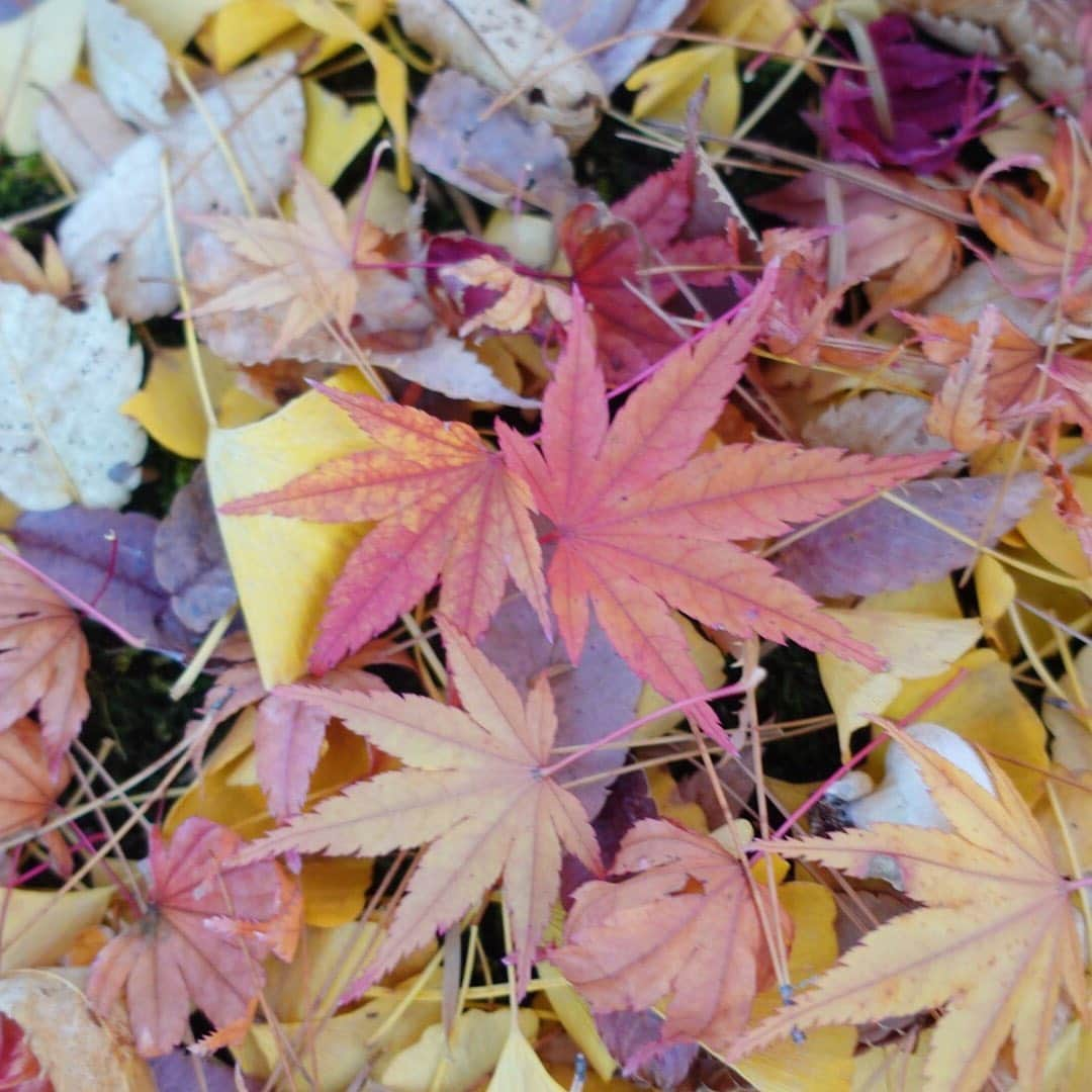 的場絢香さんのインスタグラム写真 - (的場絢香Instagram)「*﻿ ﻿ 兼六園に紅葉狩り🍁🍂﻿ ﻿ *﻿ youtubeアップしました🎥⸝⋆﻿ ↪︎﻿ @ayaka_matoba  プロフィールのURLから﻿ チェックしてください♡﻿ ﻿ _ _ _ #的場絢香のマトナビ」12月1日 19時12分 - ayaka_matoba