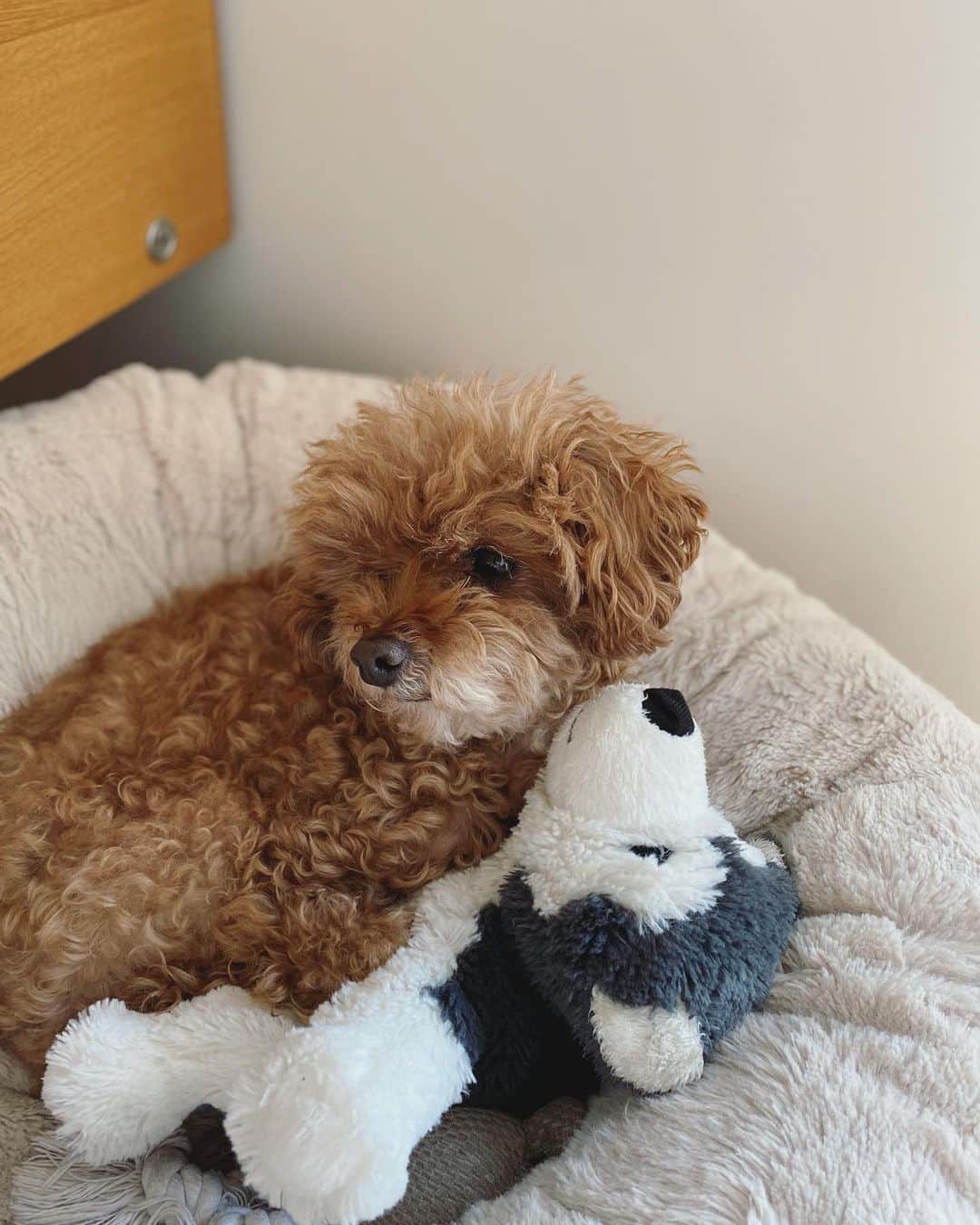 石川龍のインスタグラム：「かわゆい。 #まめきち #トイプードル #トイプードル女の子 #toypoodle  #toypoodlelove  #toypoodlegram」