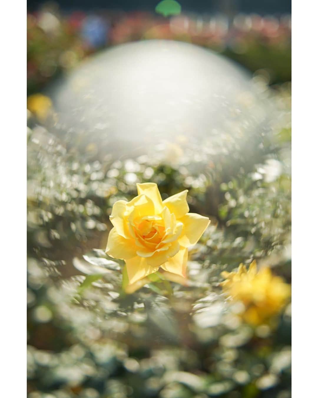 花の写真館のインスタグラム：「Photo by Fumihiro Aiba.⠀ .⠀ Original Post[投稿いただいたURL]⠀ https://www.facebook.com/photo.php?fbid=371104744115067⠀ .⠀ 本アカウントは、 #私の花の写真 をつけてInstagramに投稿された皆さまの花の写真や、「花の写真館」Facebookページで投稿された花の写真を紹介します。⠀ 「花の写真館」Facebookページは、「 @floral.photograph 」のプロフィールにあるURLからご覧ください。⠀ .⠀ ※各自、政府、自治体など公的機関の指示に従った行動をお願いします。⠀⠀ 東京カメラ部および分室では、写真を「見る楽しみ」を提供することを通して、微力ながら皆様にわずかな時間でも癒しをお届けしたいと思っております。⠀ ※本アカウントは東京カメラ部がFacebook、Instagramのサービスを利用して運営しているもので、Facebook社・Instagramとは一切関係ありません。⠀ .⠀ #花の写真館 #floralphotograph #floralphoto #flower #flowers⠀ Follow: @floral.photograph」