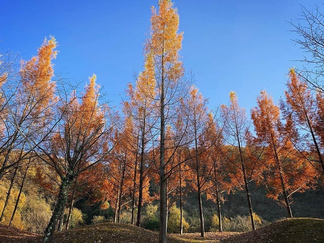 和泉佑三子さんのインスタグラム写真 - (和泉佑三子Instagram)「秋の紅葉🍁 やっとゆっくりと感じることが出来ました！ 今年は暖かい秋晴れの日が多いから旅行などにも行き甲斐がありますよね！  やっぱり自然が好き。。  12月になっても、気分はまだまだ秋の気分です✨✨✨」12月1日 19時35分 - izumisae_official