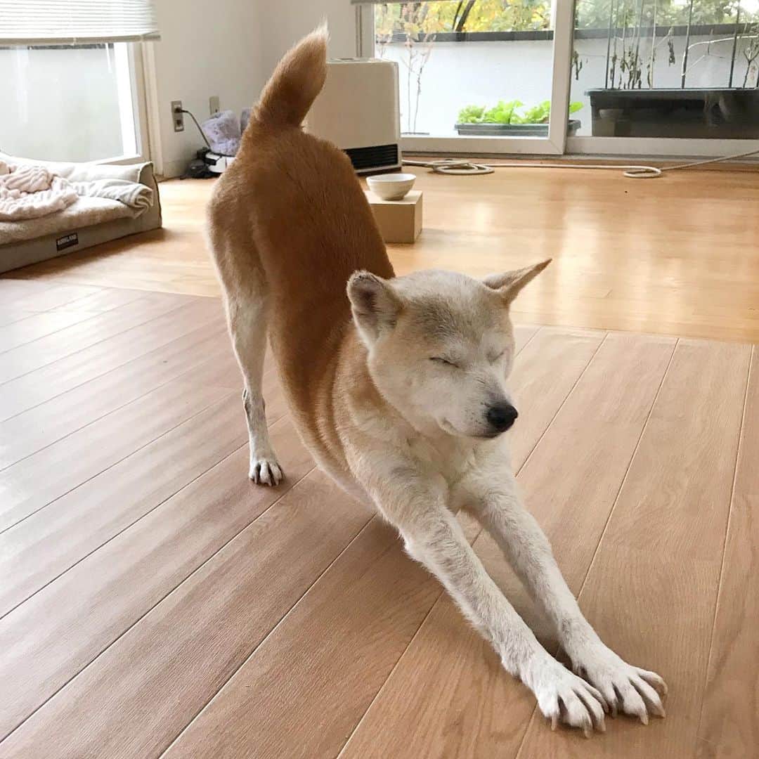 柴犬リリコのインスタグラム：「ストレーッチ！！🐶💪🏻 加齢のせいか少し硬くなってきたかな？🤔 #ハイヒールリリコ 👠 #ハイヒール犬」