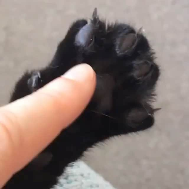 BeStylishのインスタグラム：「This is so satisfying 🐾 @bestylish  Who dares to put their finger?  _ Visit & follow @bestylish for more! 💫 . . .  #Cat #Instacat #Instacats #Meow #Instacat_meows #Kitty #Kittycat #Catofinstagram #Cutecat #Instapet #Catoftheday #Kittylove #Instakitty #Cateye #Catlover #Cateyes #Catlovers #Cutecats #Animals #Catlove #Catloaf #Mypet #Kittens #Cats #Catstagram #Kitten #Pet #Meow #Gato #ilovemycat #bestylish」