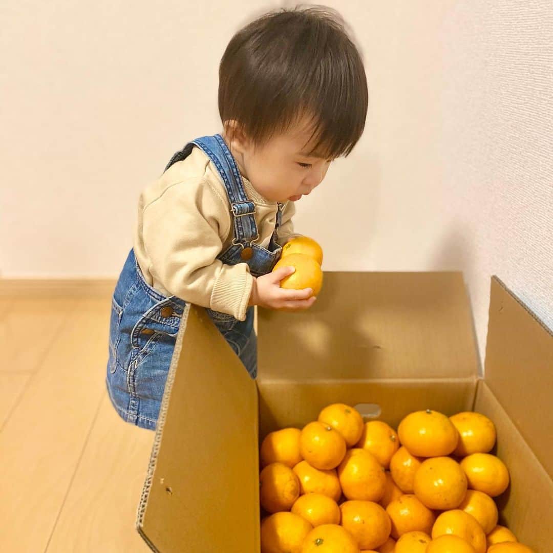 いわさきふきこ さんのインスタグラム写真 - (いわさきふきこ Instagram)「和歌山の冬。 みかん色したお友だちは、みかん箱の中にお片付けされる運命。  #しかまろくん  #生後13ヶ月  #生後14ヶ月」12月1日 19時52分 - fukikoiwasaki